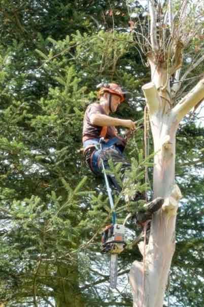 Elite Tree Service Tree Remvoal