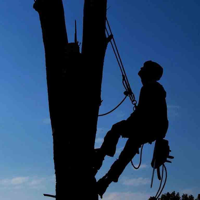 Expert tree services Portland Oregon