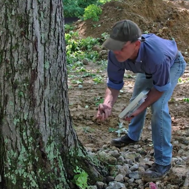 Portland Arborist