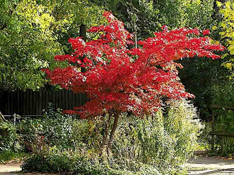 Portland Tree Pruning