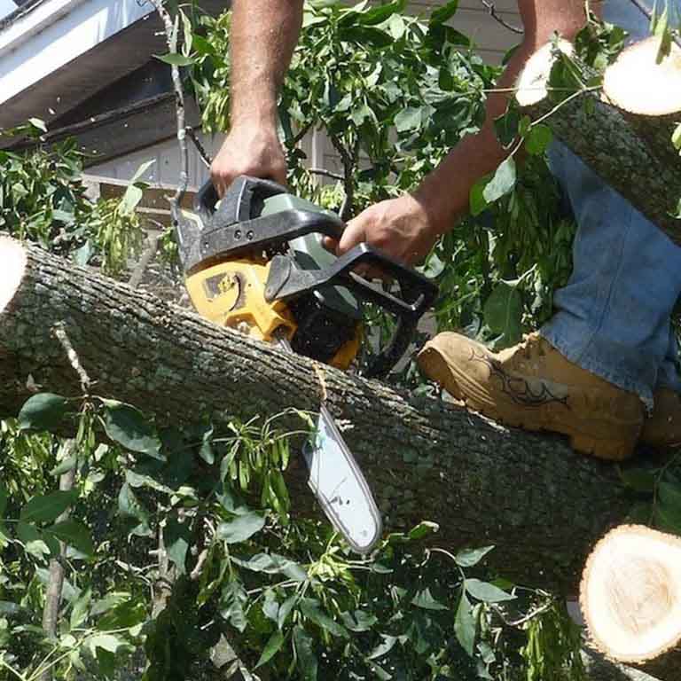 Safe Tree Removal Gresham