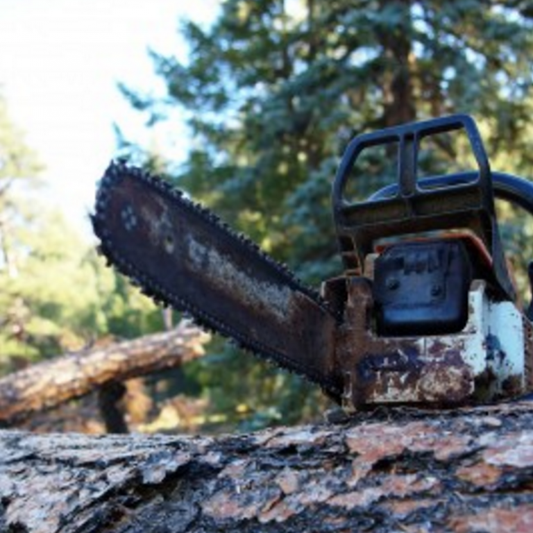 Tree removal Portland and Gresham