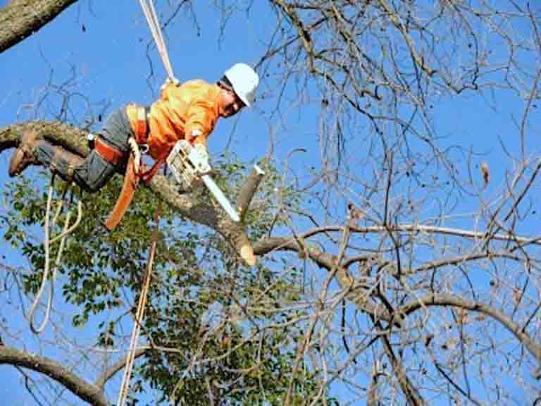 Damaged Tree Services