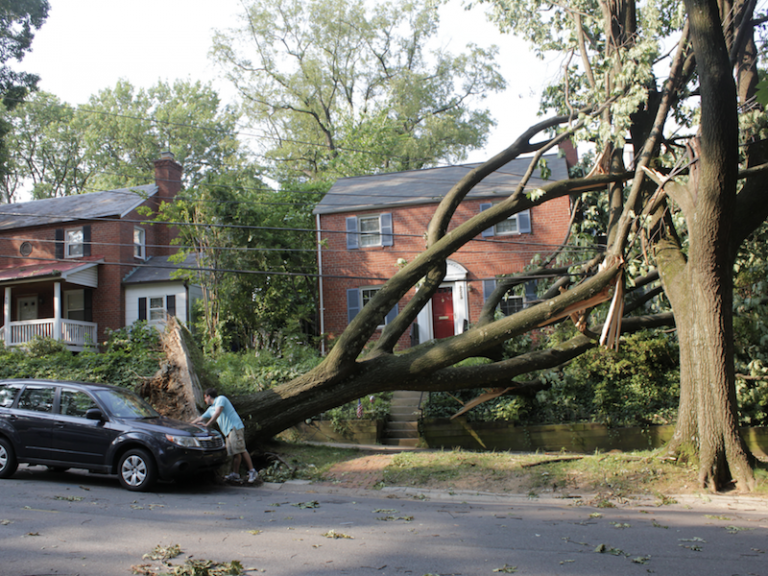 Emergency Tree Services Portland