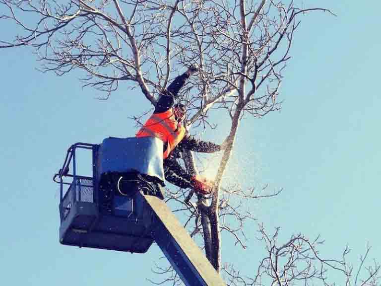 Tree Care Portland Oregon