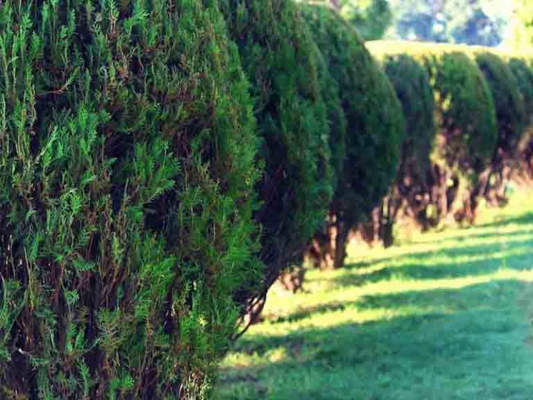 Tree Care Services Portland