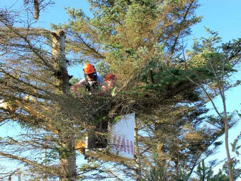 Tree Trimming & Thinning Portland Oregon